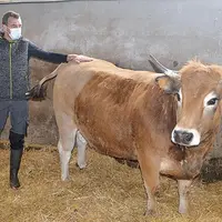 En plein air, sur le foirail, 159 animaux issus de 66 élevages étaient réunis samedi 14 mars pour mettre en avant le savoir-faire de l’élevage Aubrac