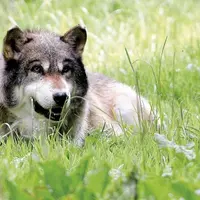 Le plan national d'action sur le loup et les activités d'élevage est en consultation jusqu'au 7 décembre. Un document conforme aux orientations présen