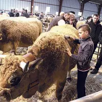 Les animaux en lice pour la sélection au SIA.