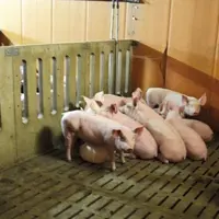 Des porcs engraissés sur la ferme et commercialisés en circuits-courts.