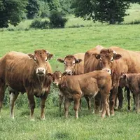 Les commissions de l'Agriculture et de l'Environnement du Parlement européen ont adopté conjointement leur projet - non contraignant - de rapport sur