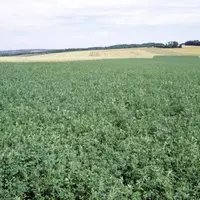 La récolte séparée des tiges et des feuilles de luzerne pourrait permettre une meilleure valorisation de cette légumineuse en élevages de monogastriqu