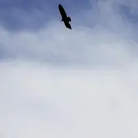 Alors que les agriculteurs se plaignent d'un trop grand nombre de vautours qui stresseraient leurs troupeaux et viendraient manger des bêtes affaiblie