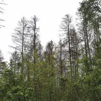 Les arbres ou parties de houppier attaqués par le scolyte dépérissent et les aiguilles deviennent rouge-brun.