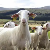 Du 8 au 10 mars 2022, la session nationale ruminants du syndicat Jeunes agriculteurs aura lieu en terre lozérienne. Des responsables de tout l’hexagon