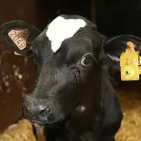 L’apposition de boucles aux deux oreilles est la base de l’identification en élevage bovin.