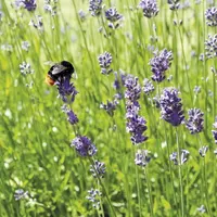 Lancée il y a deux ans, l'initiative européenne pour lutter contre le déclin des pollinisateurs sauvages n'est pas inutile mais doit encore être renfo