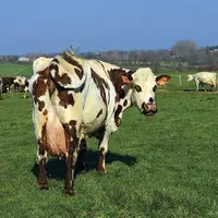En l’absence de signature d’un accord-cadre, les producteurs adhérents de l’OP Saint-Père livrant au groupe Agromousquetaires ont reçu, fin décembre,