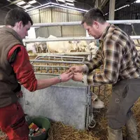 Les partenaires sociaux agricoles ont convenu de lier l’entrée en vigueur de la convention collective nationale de la production agricole et des Cuma