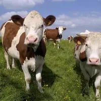 L’aide aux bovins laitiers est attribuée en fonction du nombre de vaches laitières au moment de la demande.