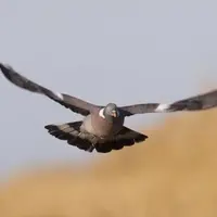 Pour le pigeon ramier, la fermeture est fixée au 20 février