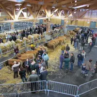 Le concours départemental du broutard à lieu sous la grande halle d'Aumont-Aubrac.
