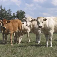 Pour être éligible, la commercialisation de l’animal devra avoir lieu entre le 1er janvier et le 28 février. Les demandes d’aides pourront être déposé