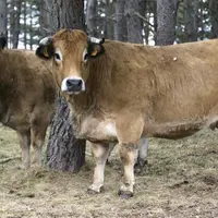 Maîtresse, la BFA du Gaec Gibelin.