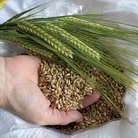 L’essor des micro-brasseries entraîne dans son sillon le retour de l’orge de brasserie. La chambre d’agriculture accompagne les agriculteurs dans les