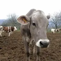 La rédaction du Réveil Lozère s'est attachée à interroger le trio de tête des éleveurs de chaque race présente au trophée Technilait : Prim'Holstein,