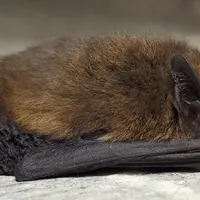 Si les chauves-souris pipistrelles sont les plus présentes dans les parcelles agricoles, s’y trouvent aussi quelques espèces moins courantes.