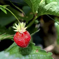 Des fraises en Lozère, une idée folle ? C’est pourtant le pari que se sont lancés Mathieu et Marion Deltour il y a trois ans. Essai transformé après t