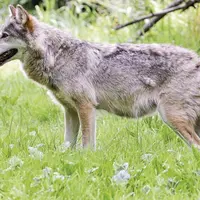 Ce 20 mai, le Gaec des Amandines qui a fait les frais des attaques d'un loup.