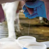 La spectrométrie IR des échantillons individuels analyse la composition fine du lait en acides gras. Des données précieuses pouvant être valorisées pa