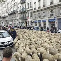 Lundi 9 octobre, entre 1 000 et 1 500 éleveurs sont venus manifester dans les rues de Lyon pour dénoncer les attaques de loups.