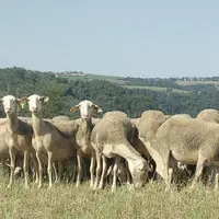 Le fonds de qualité lait cru devait diminuer les écarts entre producteurs. Son principe est remis en question.