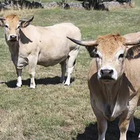 Une allocation de remplacement pourrait être versée aux agriculteurs malades du Covid-19 ou contraints de garder à domicile leurs enfants du fait de l