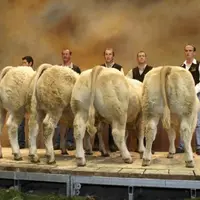 L’utilisation du croisement charolais permet de répondre aux besoins du marché en apportant une plus-value aux éleveurs.