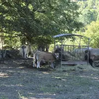 Privés de concours et de salon de l'agriculture à cause de la Covid-19, les éleveurs Aubrac lozériens adhérents du syndicat Aubrac avaient décidé de f
