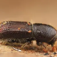 Sécheresse, insectes ravageurs ou incendies, les arbres, les résineux en particulier, subissent de nombreuses attaques sur l’ensemble du territoire.