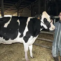Ce jour-là, Tristan préparait la vache Dune pour la présenter au Concours général agricole de Paris.