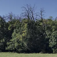 Les résultats d’une large étude sur l’état sanitaire des châtaigniers forestiers en haute et basse Cévennes ne sont pas optimistes.