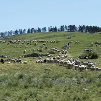 L'assemblée générale du centre interrégional d'information et de recherche en production ovine (Ciirpo) du 25 août a été l'occasion de faire le point