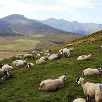La consommation française va s'orienter sur des pièces élaborées.