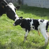 Pas de muselière pour les veaux, il est revanche possible d’attacher les veaux pour les repas lactées et uniquement pour cela.