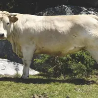 La génisse Fleur d’Aubrac est issue du croisement direct d’une vache pure Aubrac avec un taureau charolais. Elle est engraissée jusqu’à 24 à 42 mois e