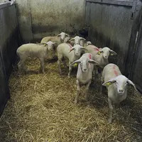 Les cotations ovine étaient à la peine cet automne.