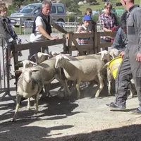 Entre 200 et 250 ovins sont attendus cette année au Qualiviande, à Aumont-Aubrac.