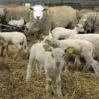 Des pratiques stressantes pendant la gestation altèrent le développement de la réactivité comportementale des jeunes agneaux, affectant à terme leur b