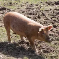 Depuis quelques semaines, de nouveaux animaux ont fait leur apparition au lycée agricole de Saint-Chély-d'Apcher, à Civergols : des cochons rustiques,