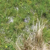 Dans le cadre du programme régional « Trame verte et bleue en Occitanie » mené en Lozère par le Réel 48 et ses adhérents, le Copage organisait, pour l