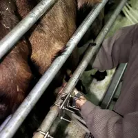 Pour bénéficier de ce FAC, les éleveurs doivent déposer un dossier en DDT.