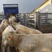 Une proposition de loi vise à limiter la durée des transports à huit heures pour les espèces bovines, ovines, caprines, porcines et les équidés domest