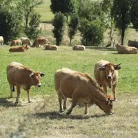 Entrées en vigueur depuis le 1er juillet 2020, les boucles auriculaires préleveuses de cartilage ont permis d'analyser en Lozère plus de 96 % des veau