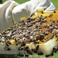 Recueillir, via le pollen collecté par les abeilles, des données sur la pollution potentielle et la biodiversité des territoires ruraux : le pari de l