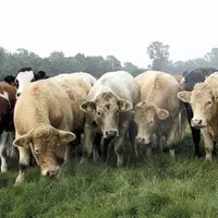Impatient d'obtenir une inflexion de la position europénne sur le protocole nord-irlandais, le Royaume-Uni a menacé l'UE d'utiliser l'article 16 de l'