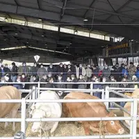 Pas facile de tenir un concours d’animaux de boucherie dans ce contexte si particulier. Les organisateurs des Bœufs de Noël à Laissac ont mis toutes l