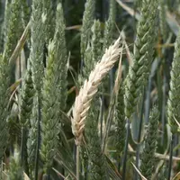 La surface de légumineuses s’élargit dans le Puy-de-Dôme sous l’influence de la coopérative Limagrain désormais participante majoritaire de la société