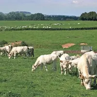 Le congrès de la Fédération nationale bovine s'est tenu les 1er et 2 février à Metz dans une ambiance morose. Les congressistes ont largement abordé l