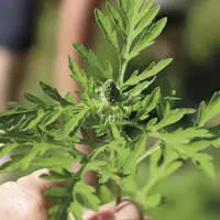 L'ambroisie est une plante invasive qui a colonisé de nombreux territoires au plan national. Cette plante se déploie désormais en Occitanie : les agen